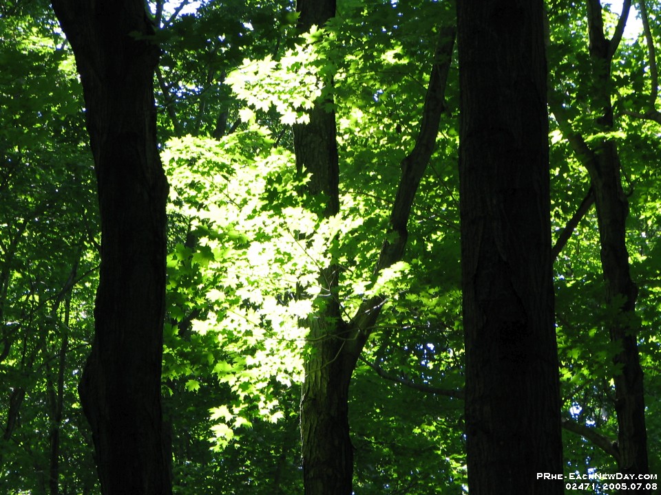 02471 - Trees, Scenic Caves, Blue Mountain